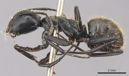 Plancia ëd Camponotus chrysurus Gerstaecker 1871