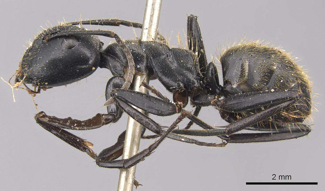 Image de Camponotus chrysurus Gerstaecker 1871