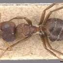 Image of Camponotus robecchii Emery 1892