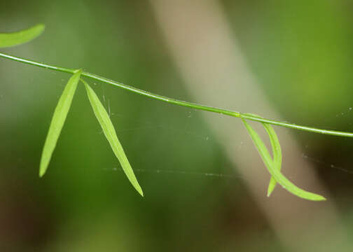 Image of leafless swallow-wort