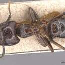 Image of Camponotus beccarii Emery 1887