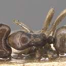 Image of Camponotus hospes (Emery 1884)
