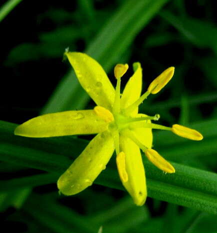 Image of Hypoxis aurea Lour.