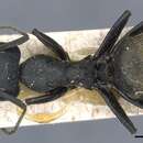 Image of Camponotus barbarossa Emery 1920