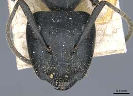 Image of Camponotus barbarossa Emery 1920