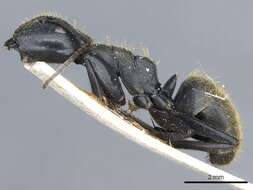 Image of Camponotus barbarossa Emery 1920