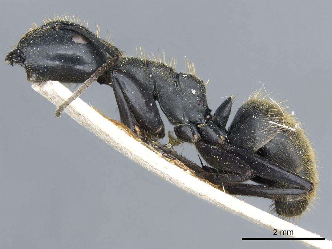 Image of Camponotus barbarossa Emery 1920