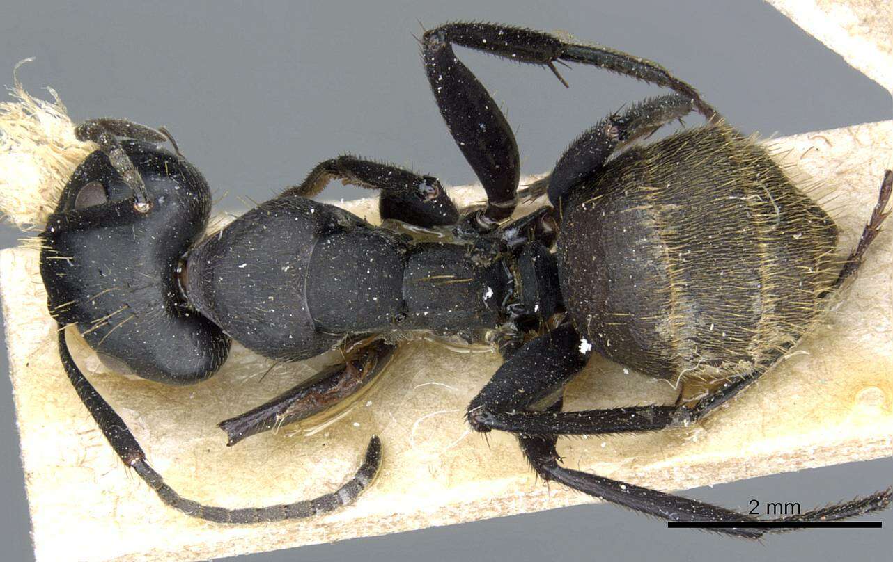 Image of Camponotus barbarossa Emery 1920