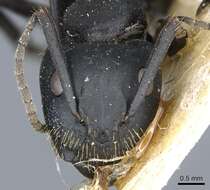 Image of Camponotus barbarossa Emery 1920