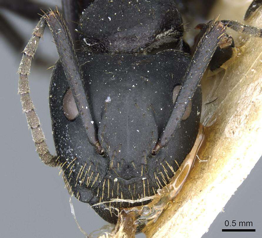 Image of Camponotus barbarossa Emery 1920