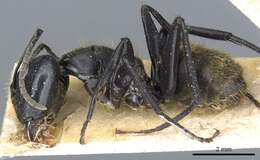 Image of Camponotus barbarossa Emery 1920