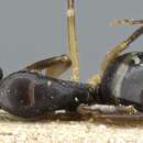 Image de Camponotus bertolonii Emery 1895