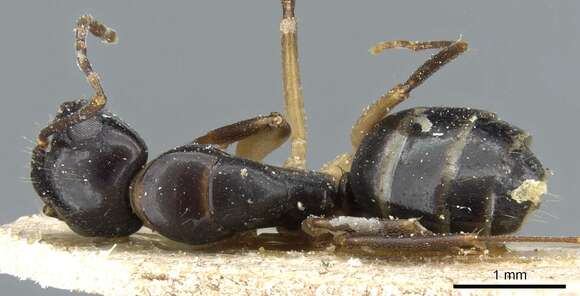 Image de Camponotus bertolonii Emery 1895