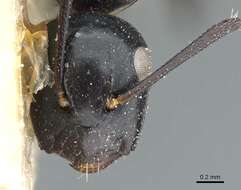 Image of Camponotus klugii Emery 1895