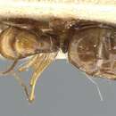 Image of Camponotus emarginatus Emery 1886