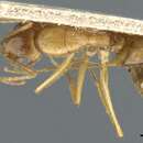 Plancia ëd Camponotus nasutus Emery 1895