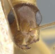 Image of Camponotus nasutus Emery 1895