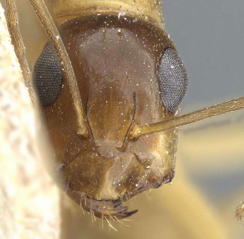 Image of Camponotus nasutus Emery 1895