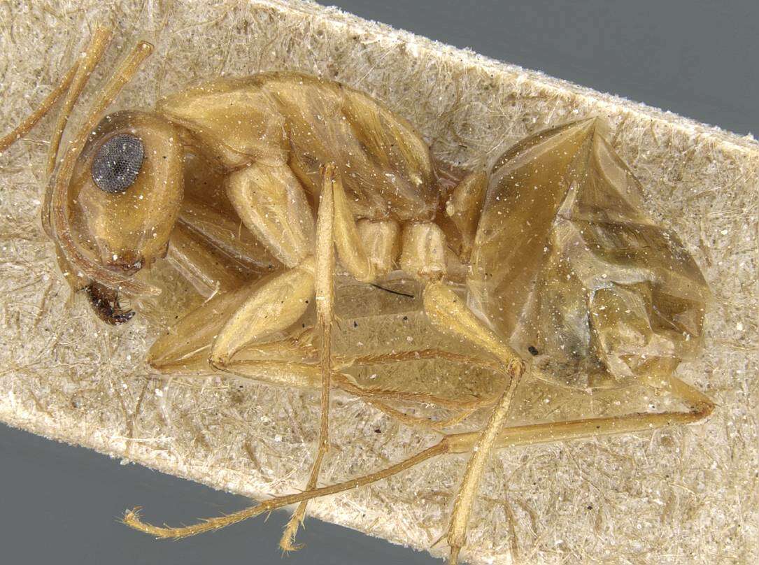 Image of Camponotus nasutus Emery 1895