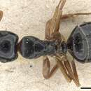 Image of Camponotus itoi Forel 1912