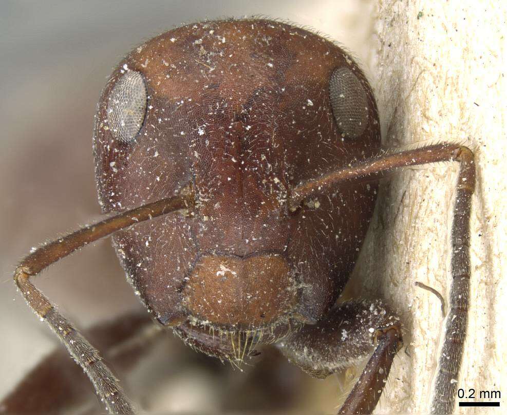 Image of <i>Colobopsis saundersi</i>