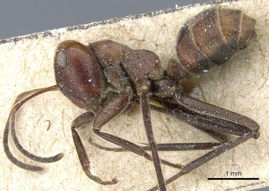 Image of <i>Colobopsis saundersi</i>