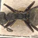 Image of Camponotus lancifer Emery 1894