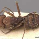 Image de Camponotus juliae Emery 1903