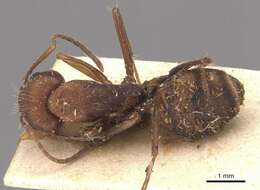 صورة Camponotus juliae Emery 1903