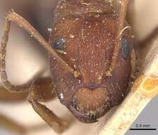 صورة Camponotus juliae Emery 1903