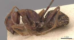 صورة Camponotus juliae Emery 1903