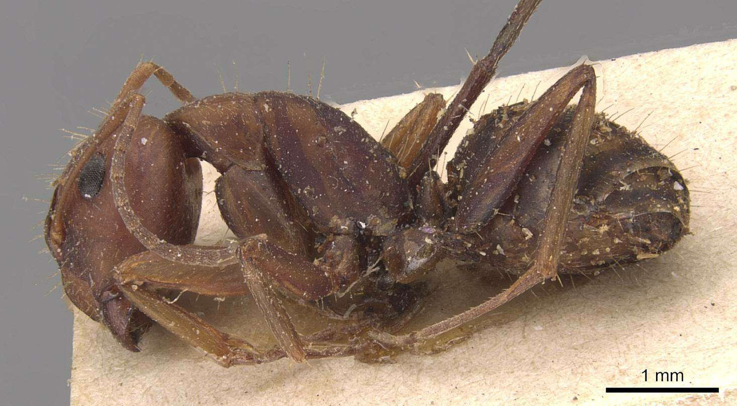 صورة Camponotus juliae Emery 1903