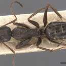 Image of Camponotus inca Emery 1903