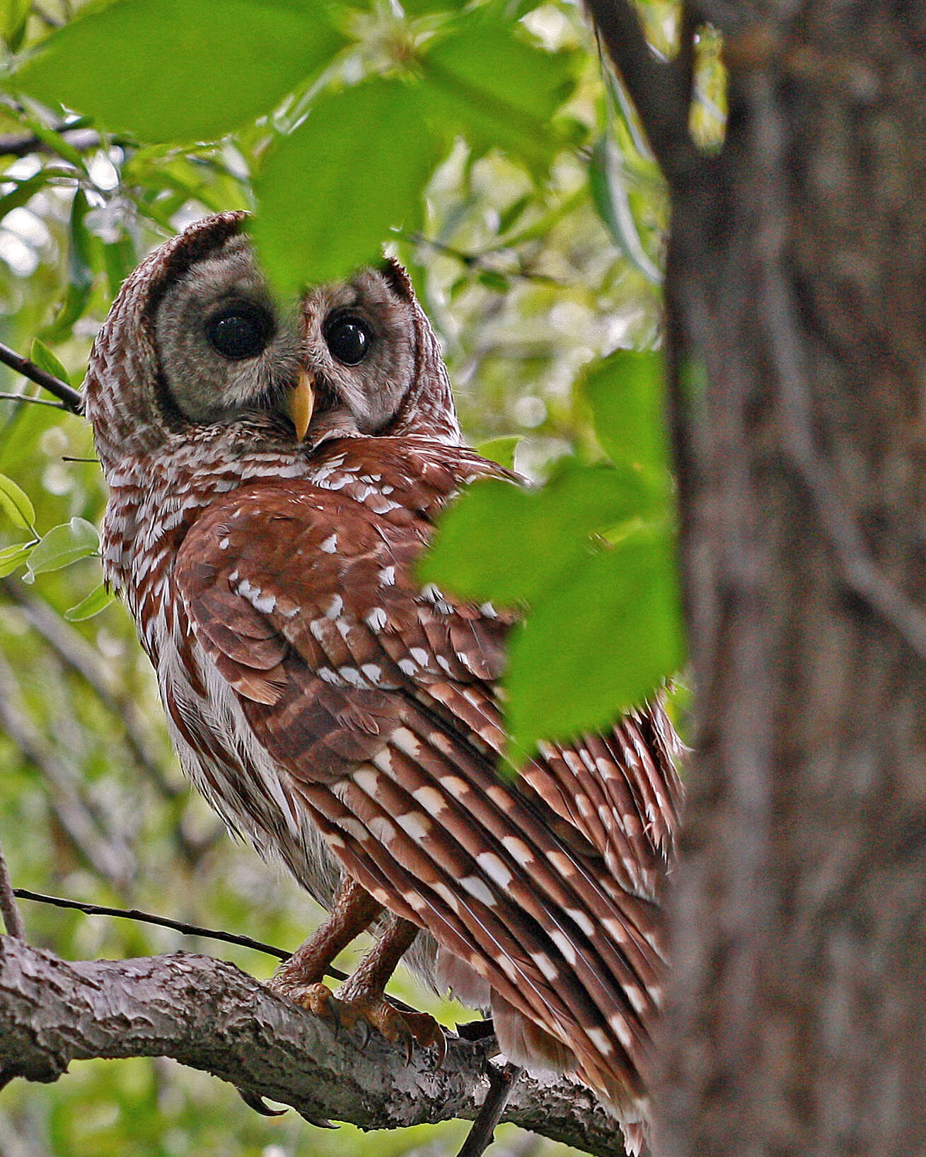 Image of Barred Owl