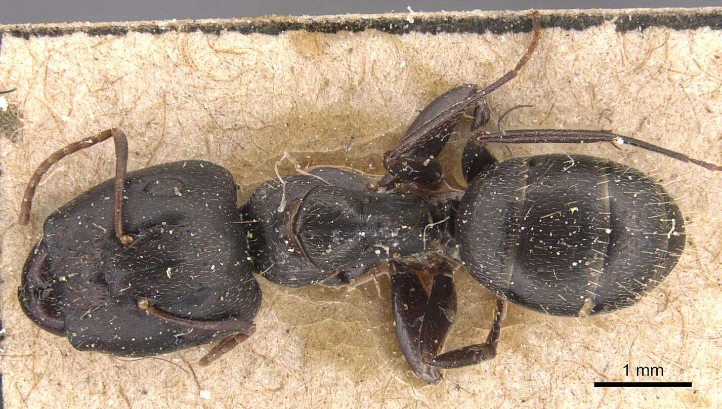 Image of Camponotus germaini Emery 1903