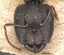 Image of Camponotus germaini Emery 1903