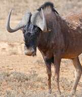 Image of Black Wildebeest