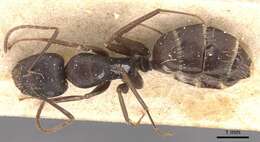 Image of Camponotus germaini Emery 1903