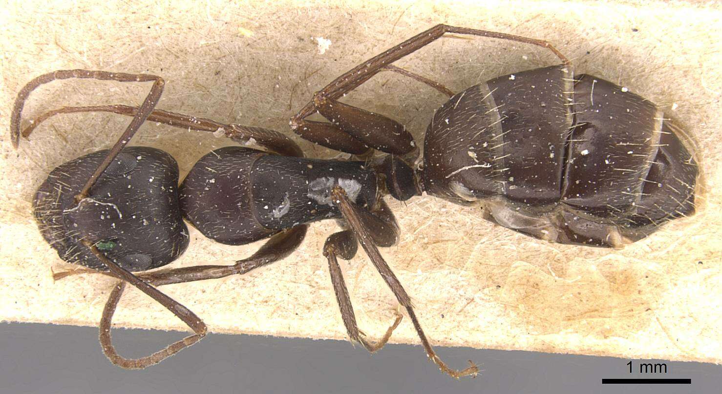 Image of Camponotus germaini Emery 1903