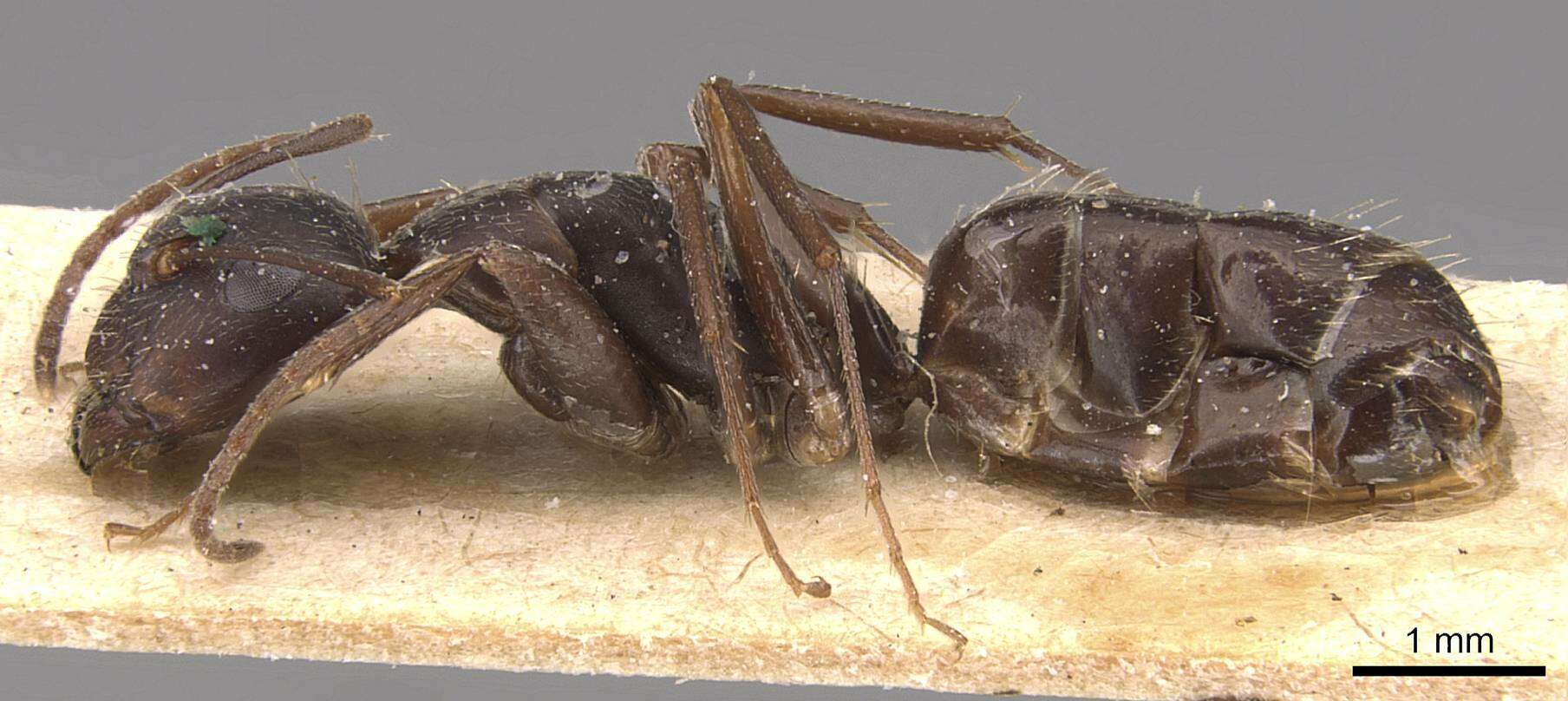 Image of Camponotus germaini Emery 1903