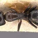 Image of Camponotus macrocephalus (Erichson 1842)