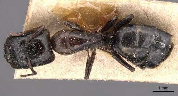 Plancia ëd Camponotus macrocephalus (Erichson 1842)