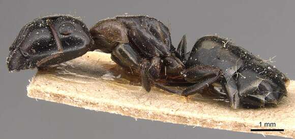 Plancia ëd Camponotus macrocephalus (Erichson 1842)