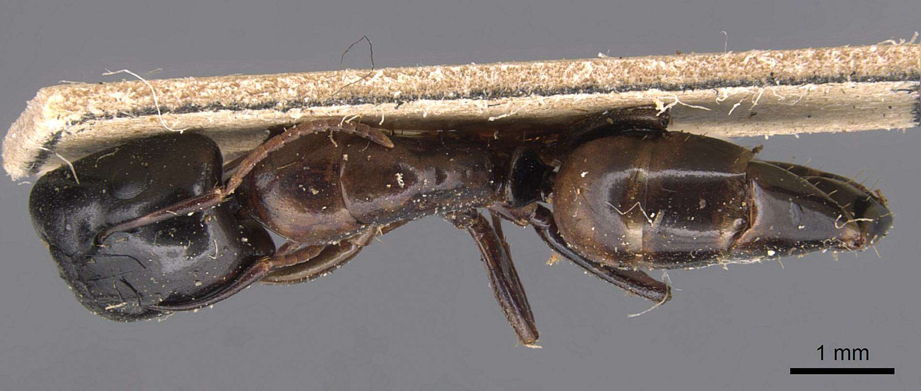 Plancia ëd Camponotus macrocephalus (Erichson 1842)