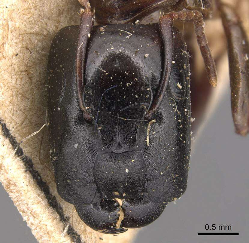 Plancia ëd Camponotus macrocephalus (Erichson 1842)