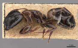 Plancia ëd Camponotus macrocephalus (Erichson 1842)