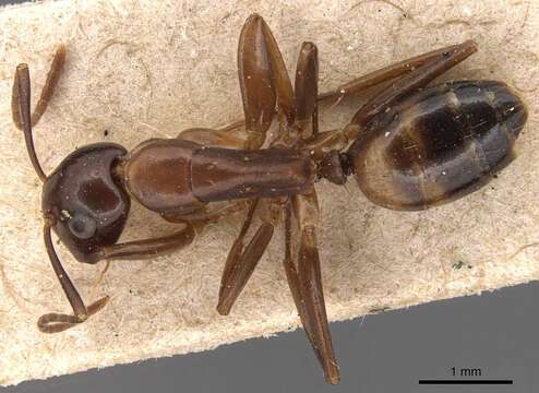 Plancia ëd Camponotus macrocephalus (Erichson 1842)