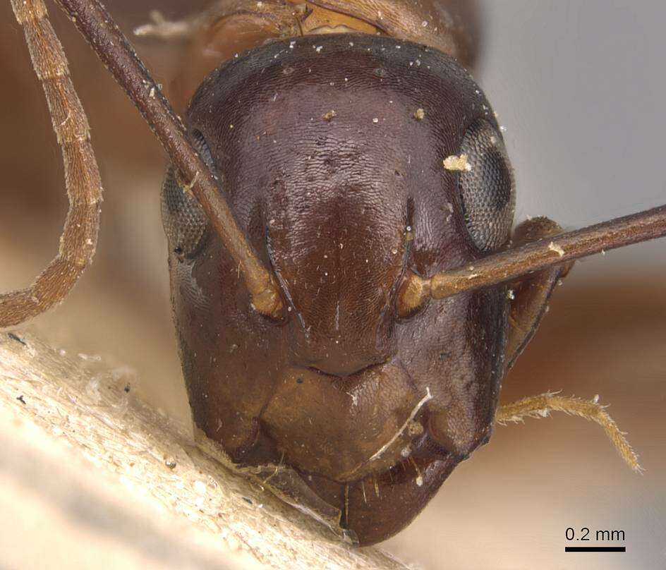 Plancia ëd Camponotus macrocephalus (Erichson 1842)