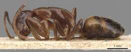 Plancia ëd Camponotus macrocephalus (Erichson 1842)