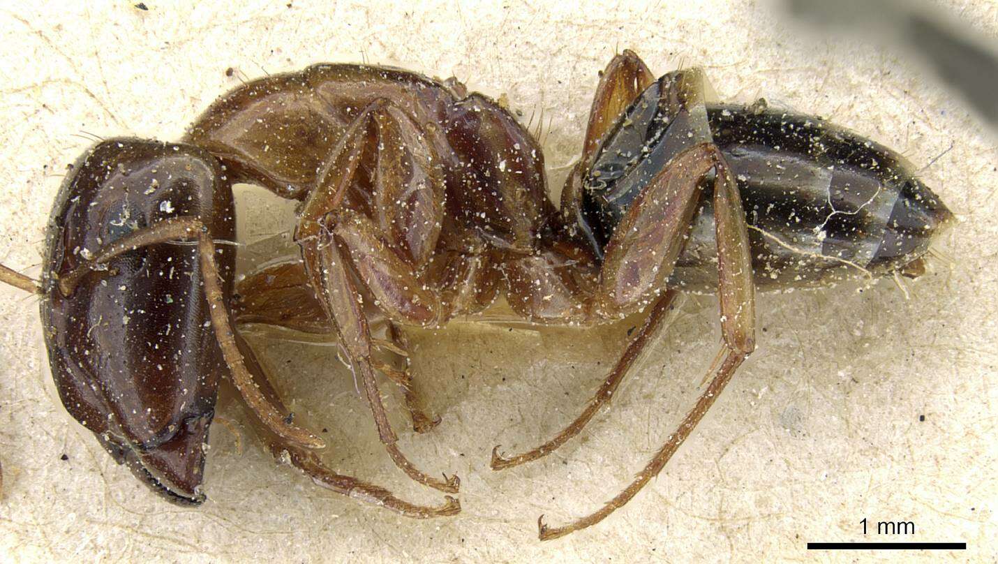 Image of Camponotus orthocephalus Emery 1894